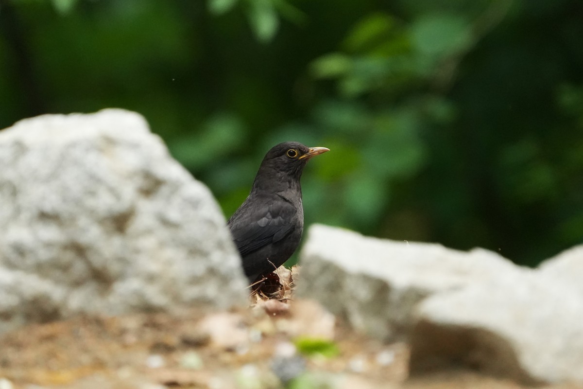 Chinese Blackbird - ML657609268