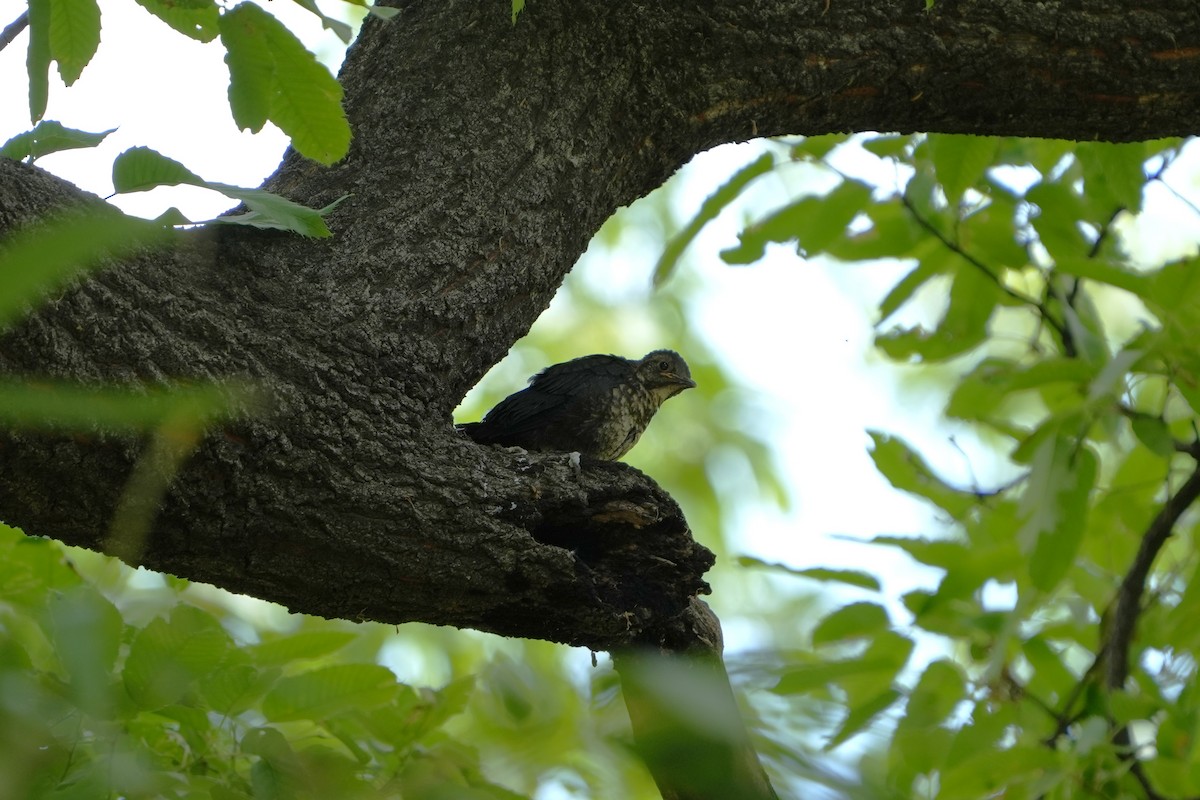 Chinese Blackbird - ML657609269