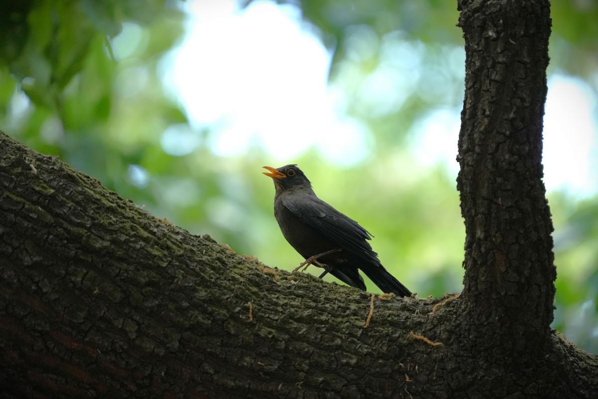 Chinese Blackbird - ML657609271