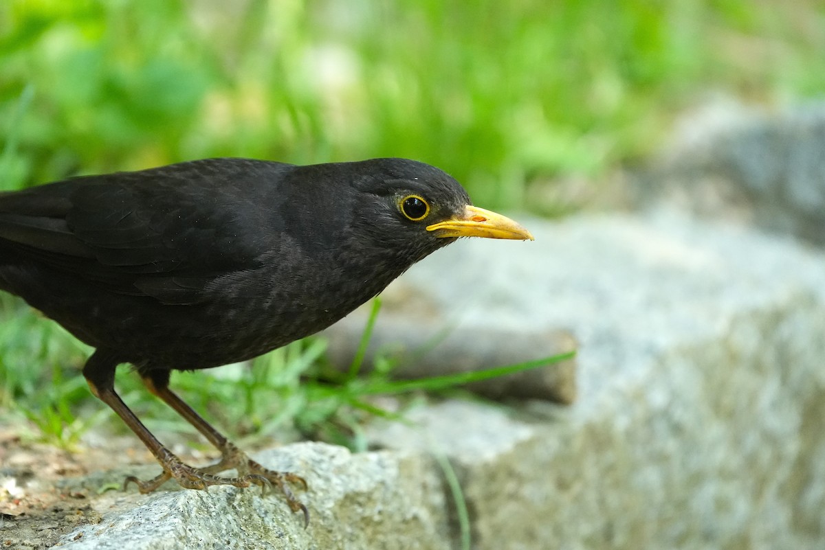 Chinese Blackbird - ML657609272