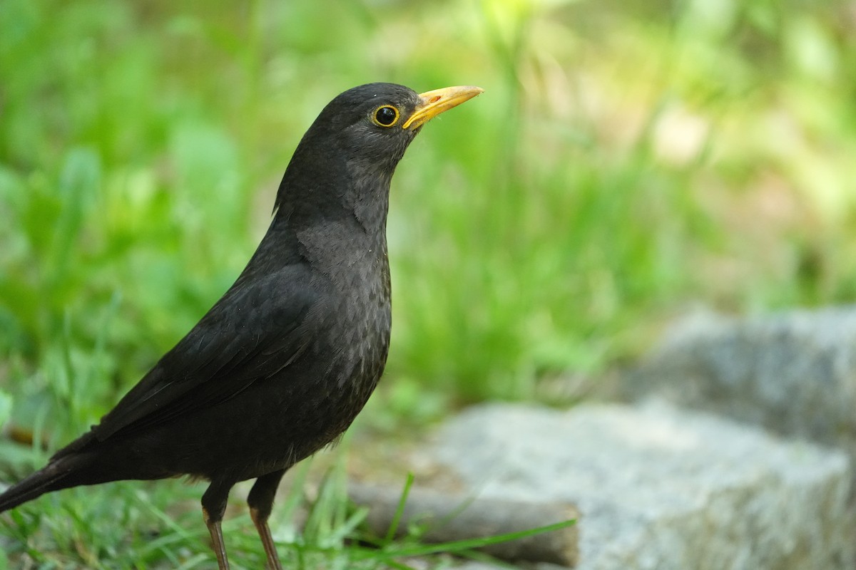 Chinese Blackbird - ML657609273