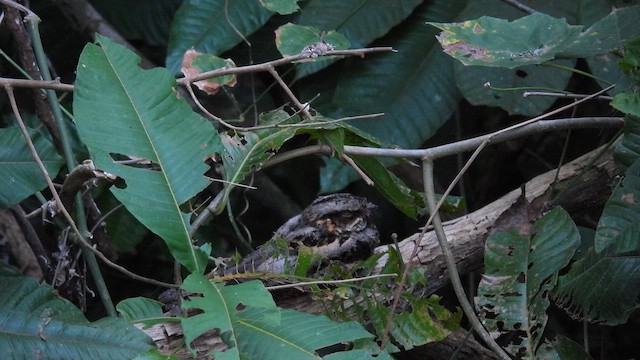Philippine Nightjar - ML657609301