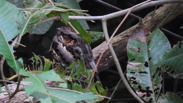 Philippine Nightjar - ML657609302