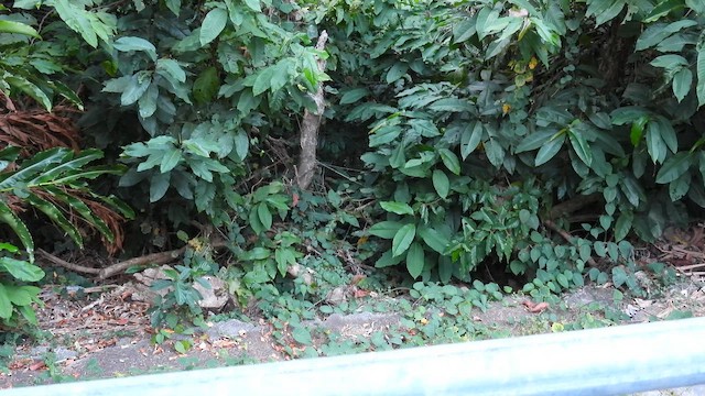 Philippine Nightjar - ML657609303