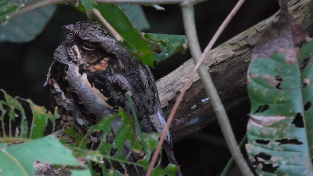 Philippine Nightjar - ML657609304