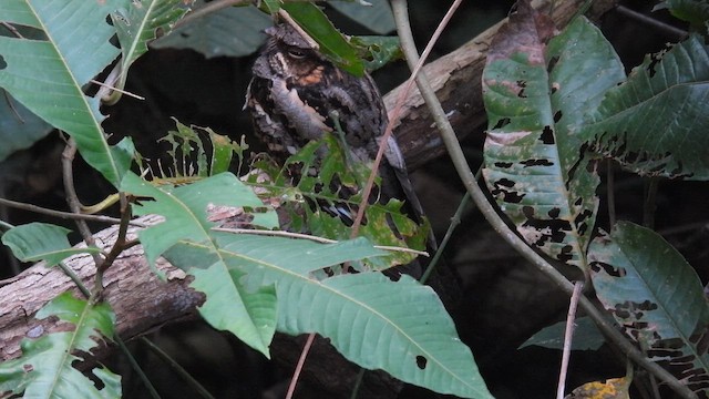 Philippine Nightjar - ML657609305