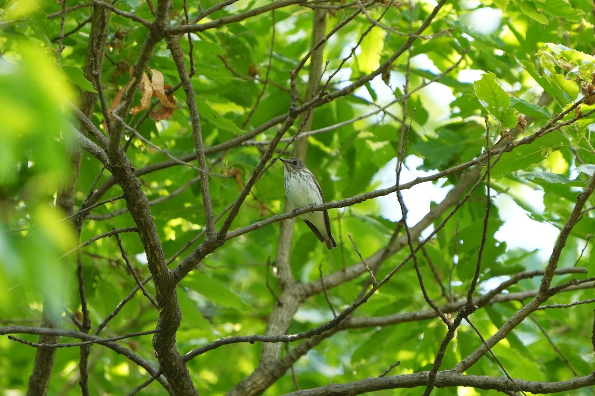 Gray-streaked Flycatcher - ML657609306