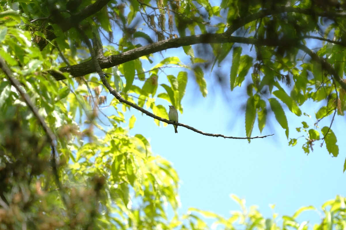 Asian Brown Flycatcher - ML657609319