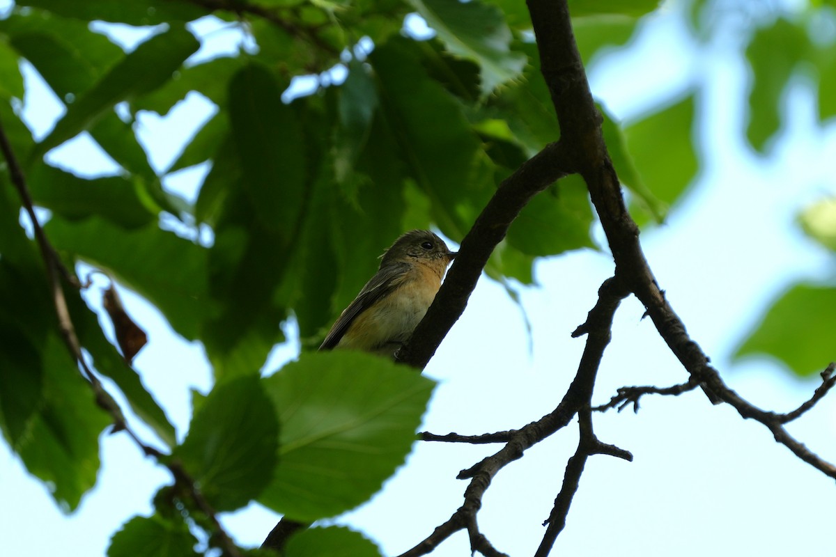 Mugimaki Flycatcher - ML657609348