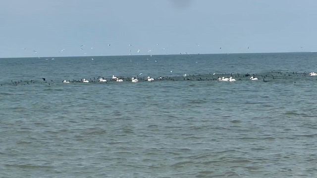 American White Pelican - ML657609361
