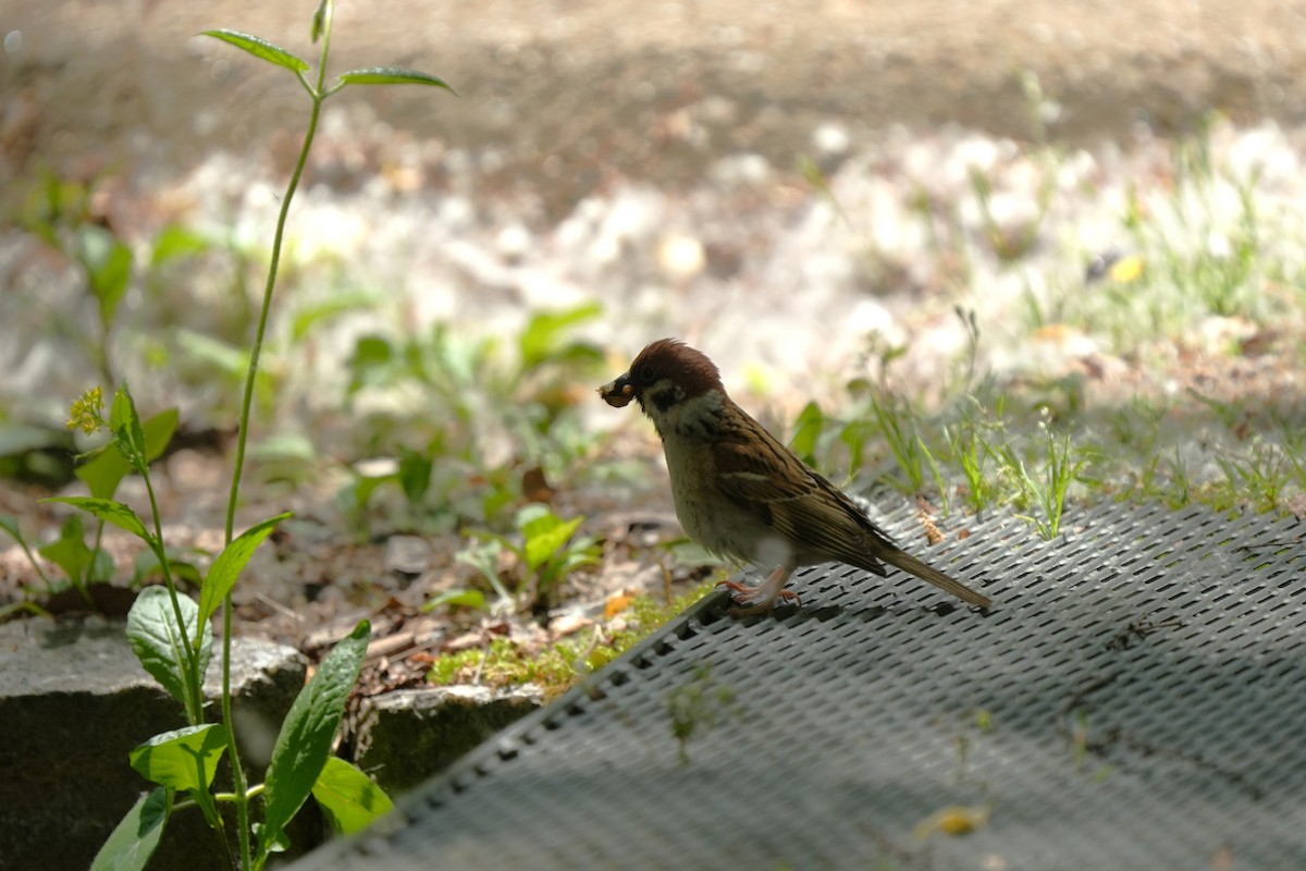 Eurasian Tree Sparrow - ML657609368