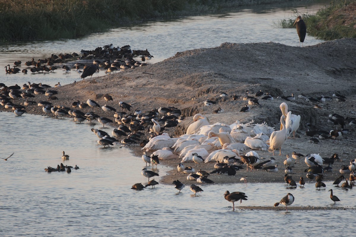 Great White Pelican - ML657609413