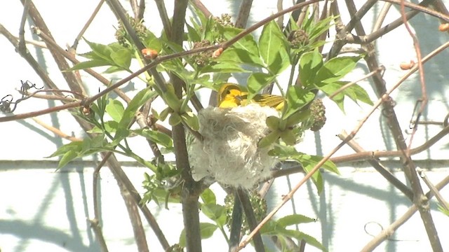 Northern Yellow Warbler - ML657609426
