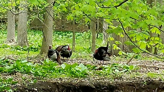 Wild Turkey - ML657609585