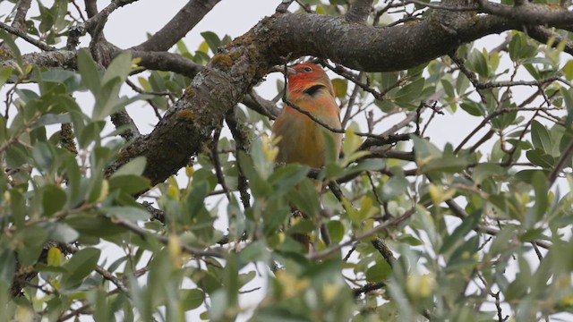 Summer Tanager - ML657609679