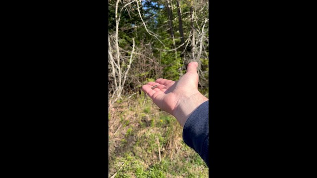 Canada Jay - ML657609693