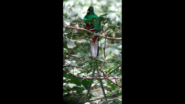 Resplendent Quetzal - ML657609932