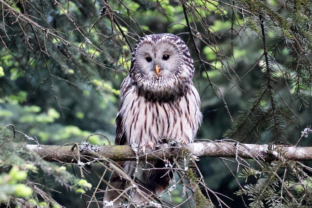 Ural Owl - ML657609997