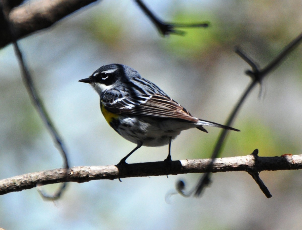 Yellow-rumped Warbler (Myrtle) - ML65761011