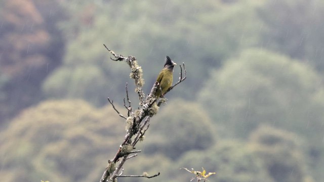 Crested Finchbill - ML657610133