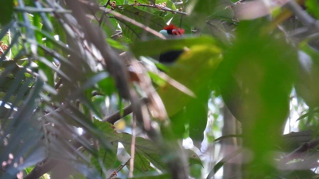 Red-crested Malkoha - ML657610203