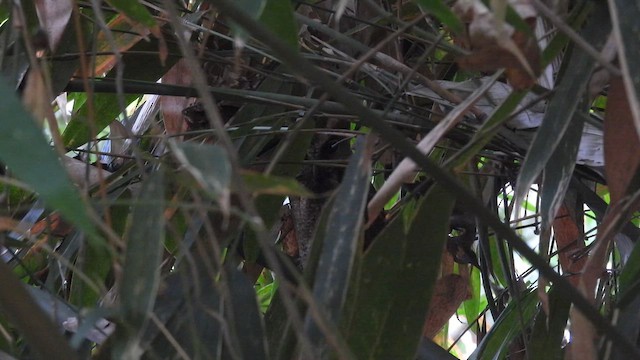 Philippine Scops-Owl - ML657610213