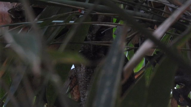 Philippine Scops-Owl - ML657610214