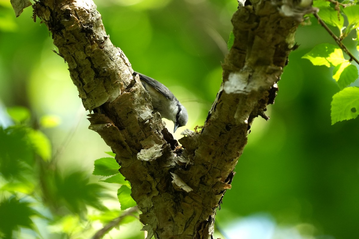 Garrapo eurasiarra - ML657610356