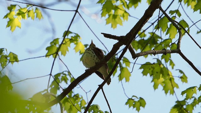 Wood Thrush - ML657610366