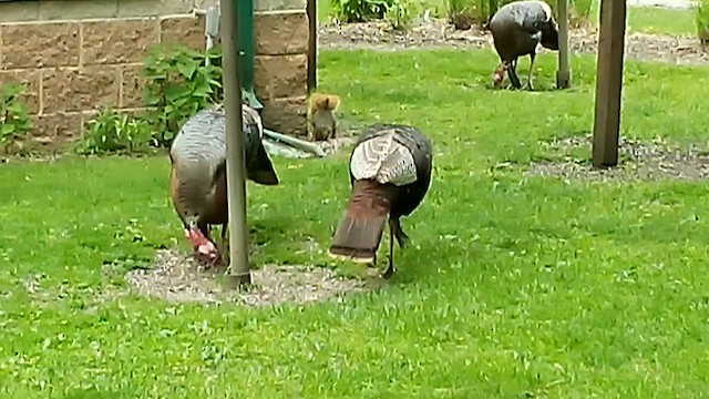Guajolote Gallipavo - ML657610459
