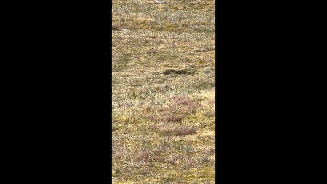 Collalba Gris - ML657611314