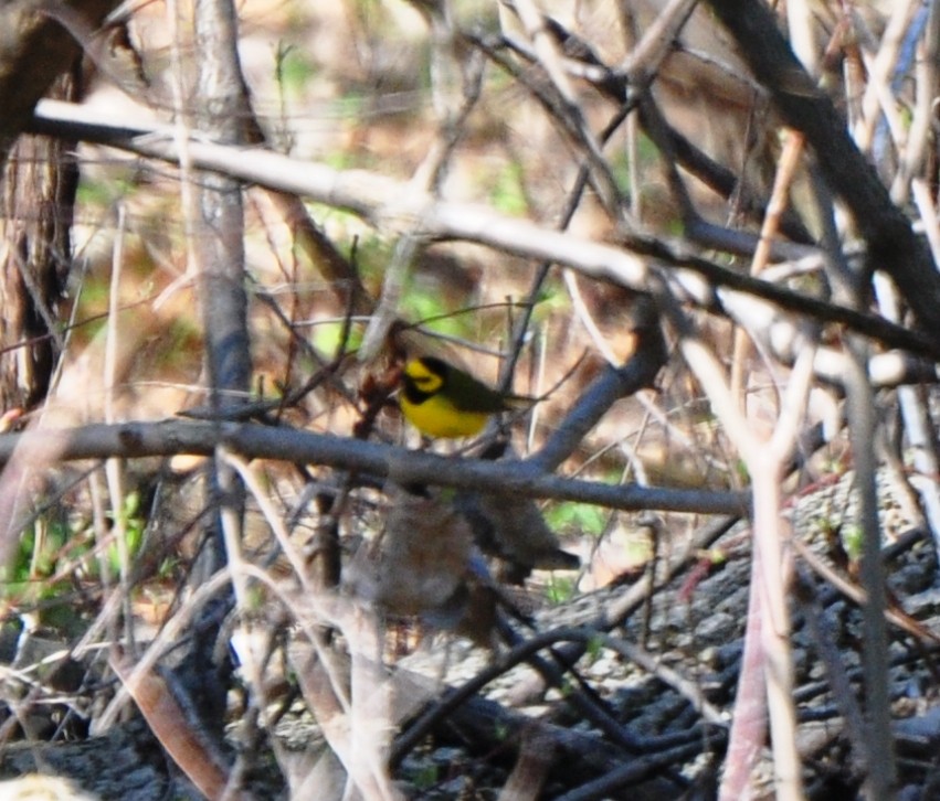 Hooded Warbler - ML65761161