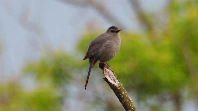 Gray Catbird - ML657612163