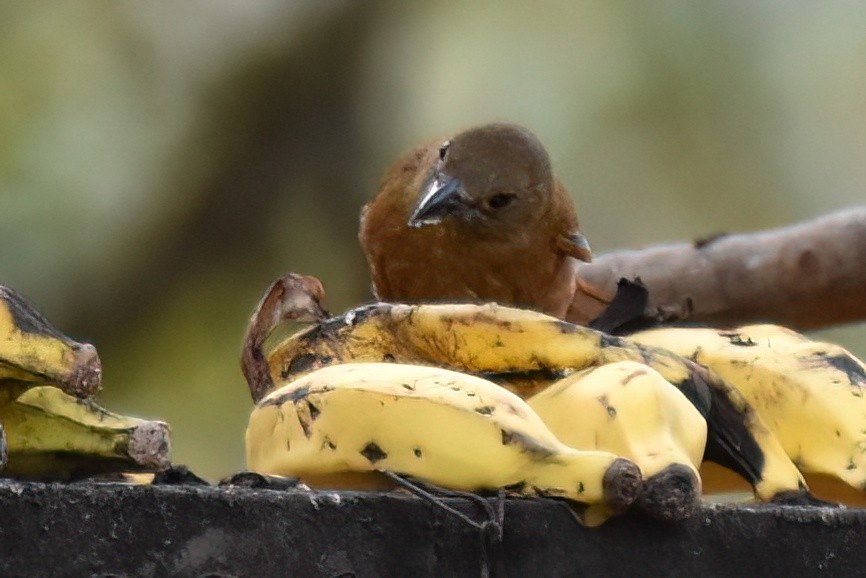 Ruby-crowned Tanager - ML657612428