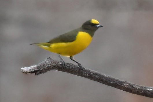 Purple-throated Euphonia - ML657612433
