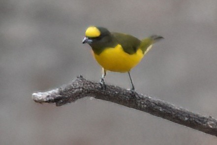 Purple-throated Euphonia - ML657612435