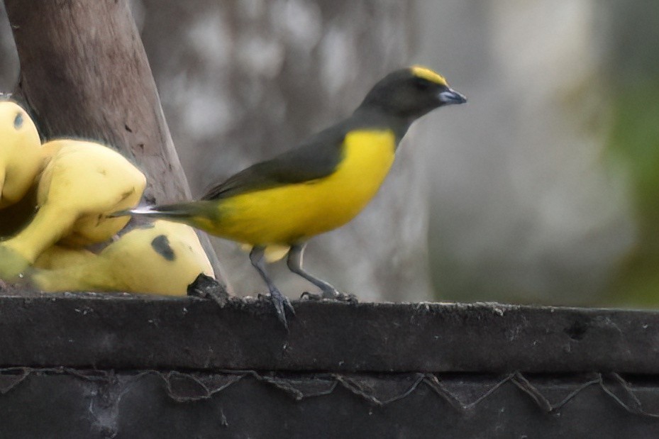Purple-throated Euphonia - ML657612442