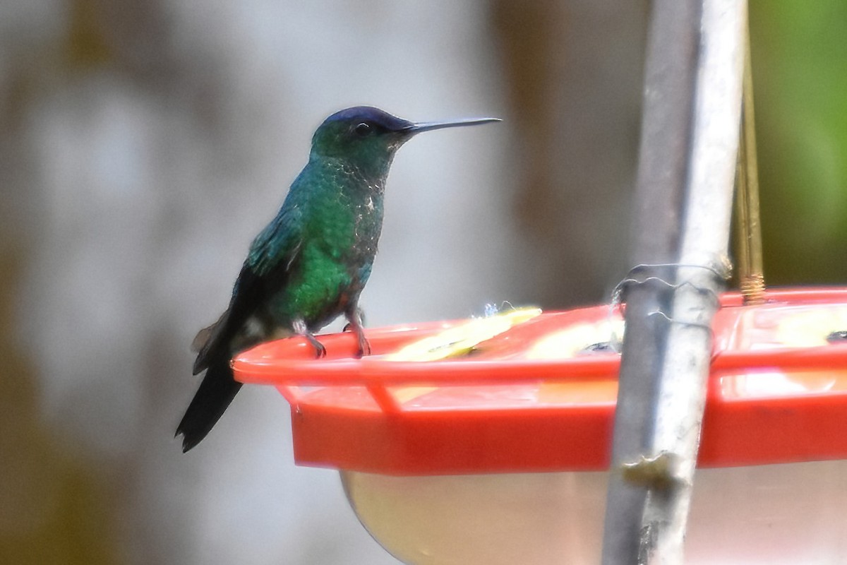 Violet-capped Woodnymph - ML657612447