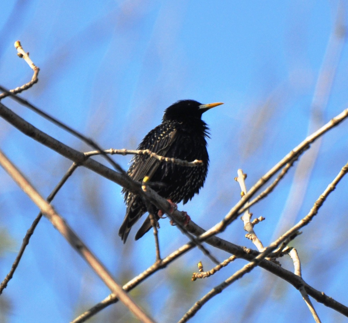 European Starling - ML65761261