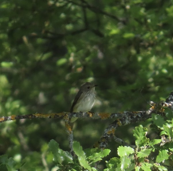 Spotted Flycatcher - ML657613353