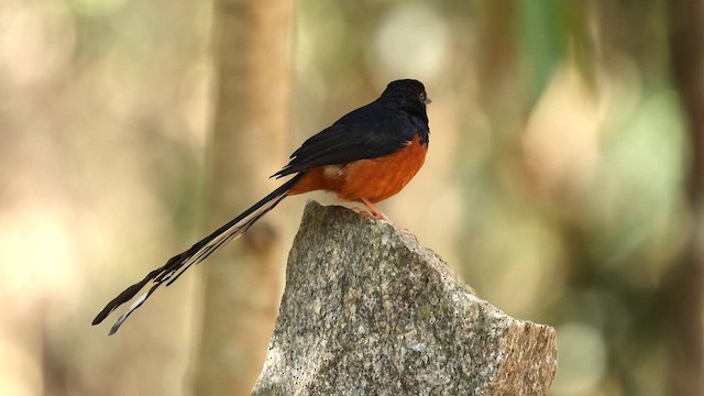 White-rumped Shama - ML657613924