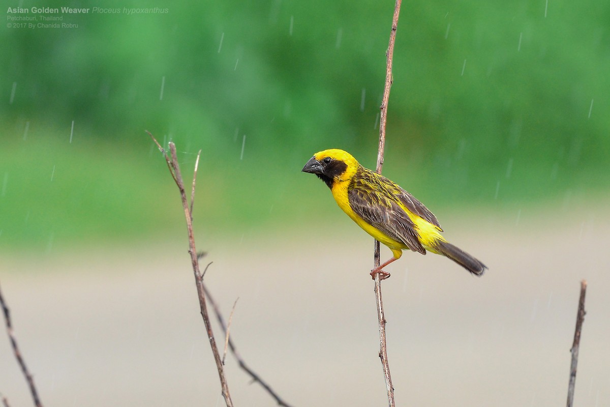 Asian Golden Weaver - Chanida Robru