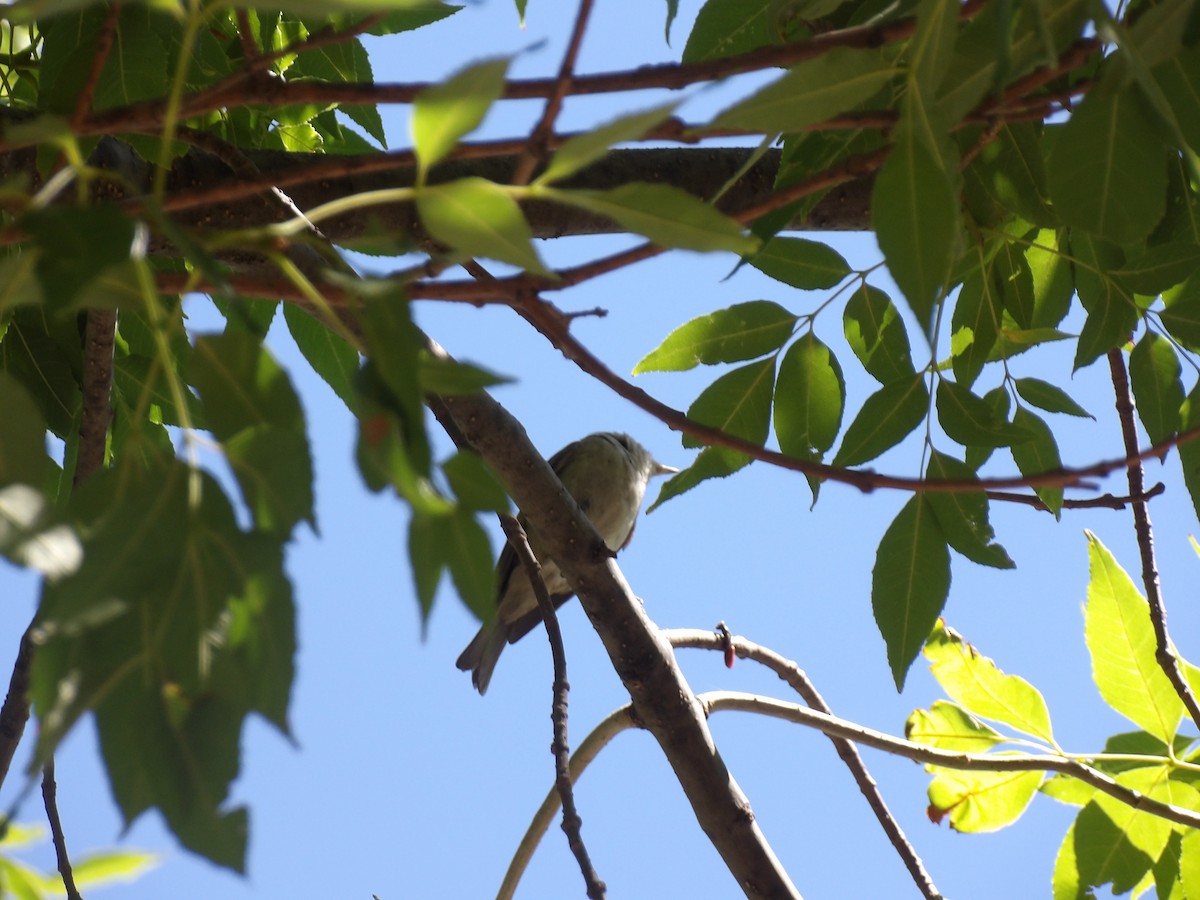 vireo sp. - ML657614204
