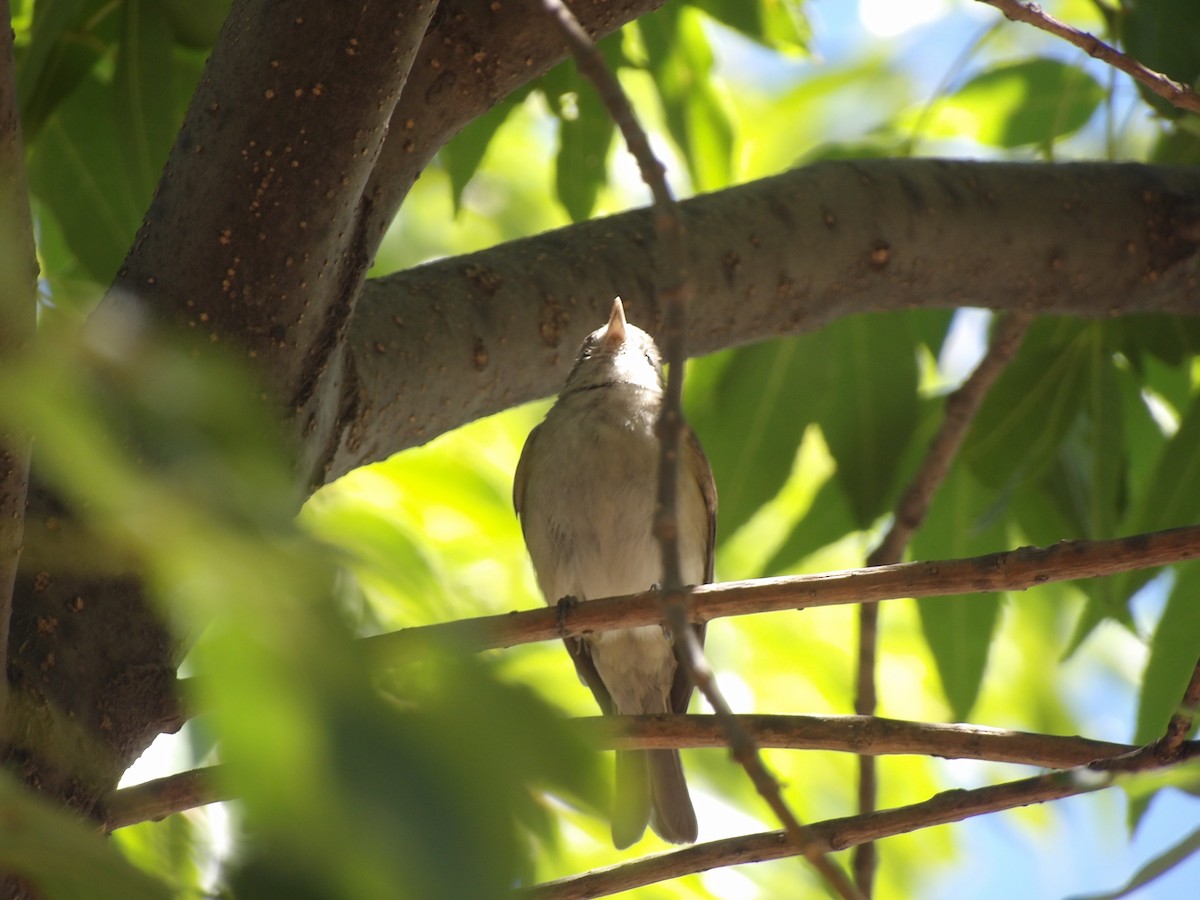 vireo sp. - ML657614205