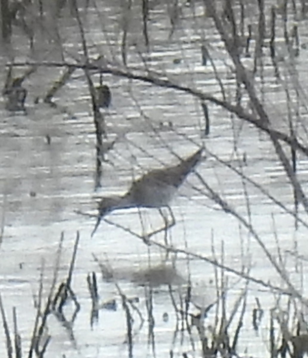plystresnipe - ML657614554