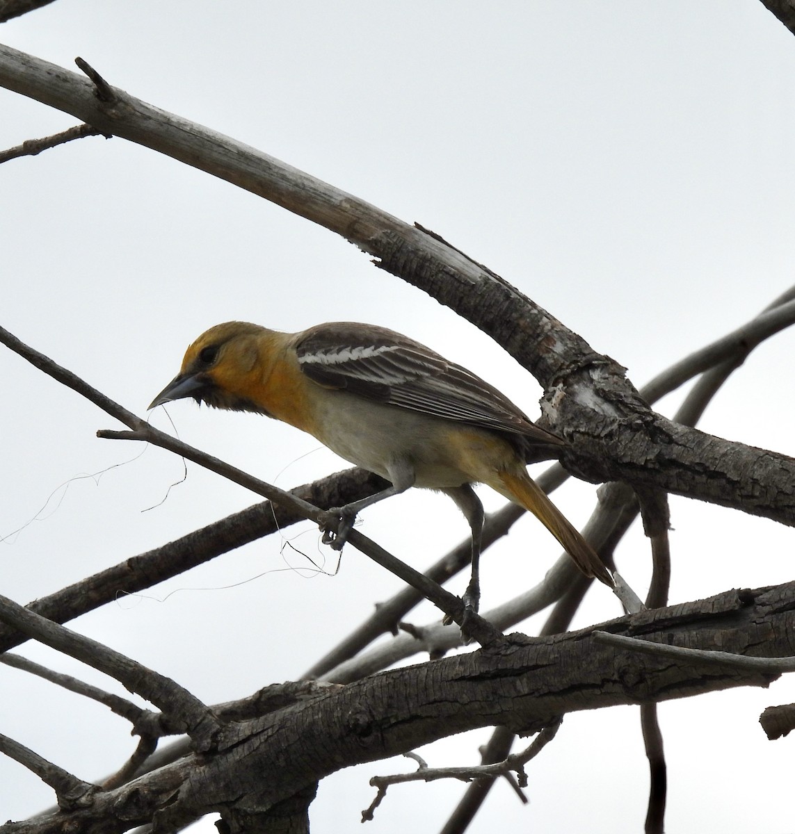 gullbryntrupial - ML657614629