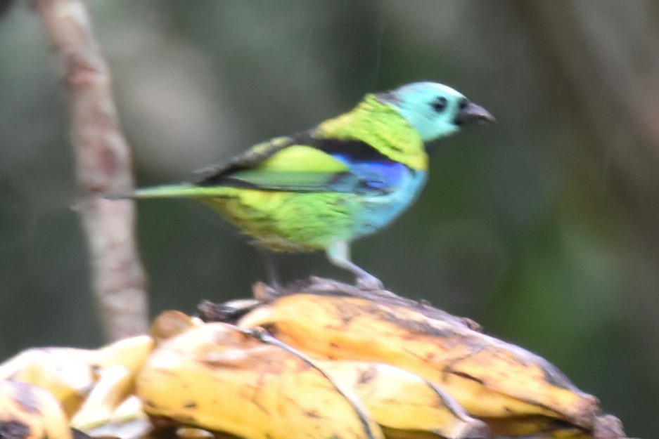 Green-headed Tanager - ML657614776