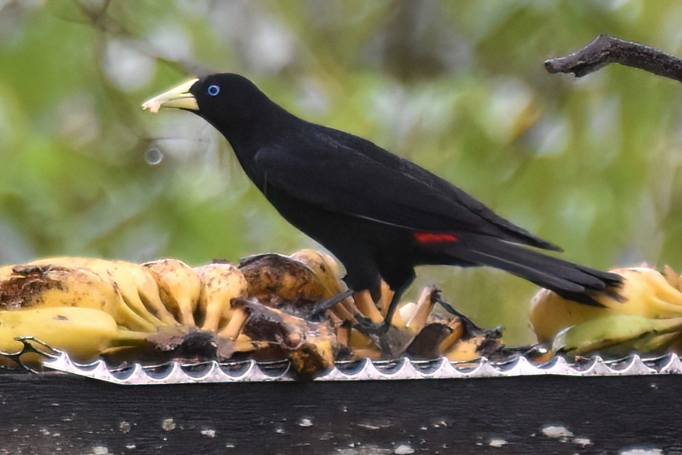 Red-rumped Cacique - ML657614778