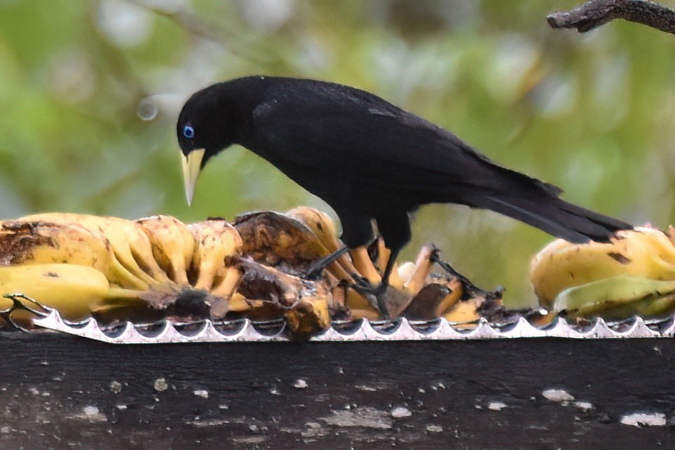 Red-rumped Cacique - ML657614828