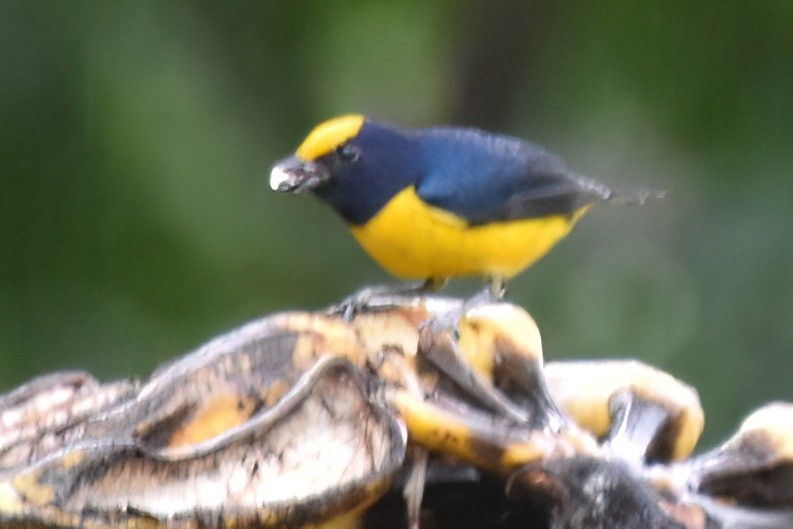 Orange-bellied Euphonia - ML657614833